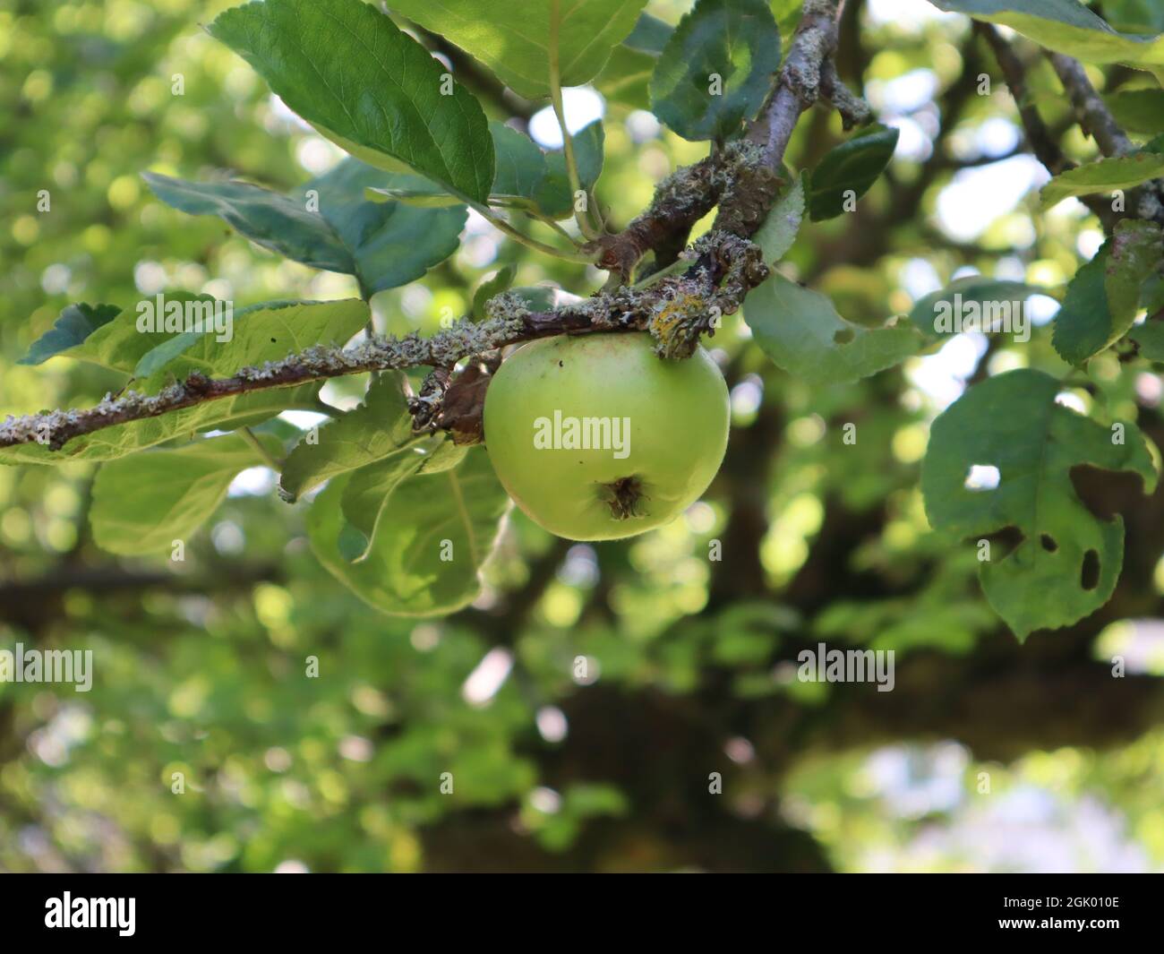Grüner Apfel, der auf dem Malus domestica Baum wächst und durch die Blätter leicht schimmert Stockfoto
