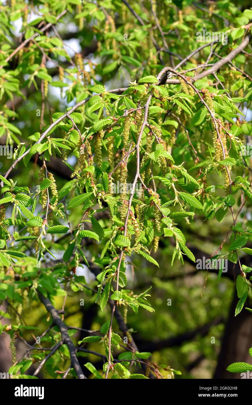 Hainbuche, Weißbuche, Hagebuche oder Hornbaum, Carpinus betulus Pendula, Közönséges gyertyán, Ungarn, Europa Stockfoto