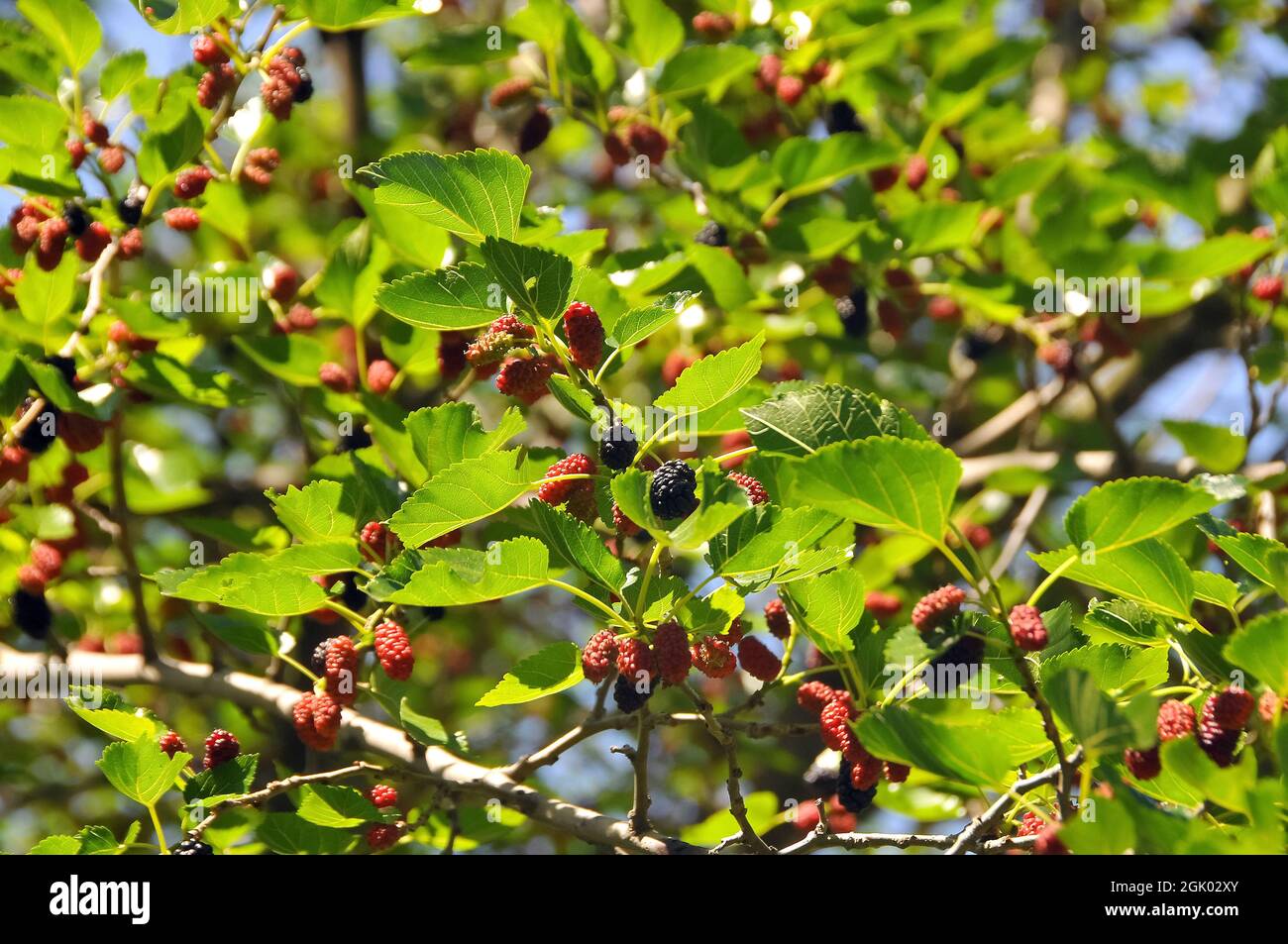 Weiße Maulbeere, gewöhnliche Maulbeere, Seidenraupe Maulbeere, Weiße Maulbeere, Mûrier blanc, Morus alba, fehér eper, Ungarn, Magyarország, Europa Stockfoto