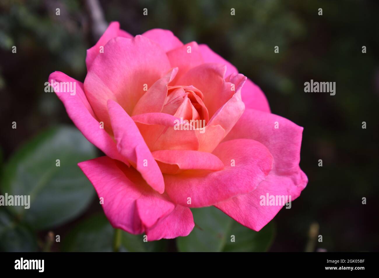 Selektiver Fokus auf eine große rosa Rose auf einem unscharfen grünen, grünen Hintergrund -01 Stockfoto