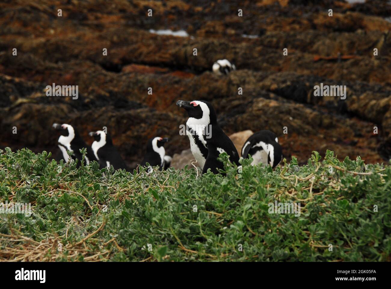 Eine Nahaufnahme der Pinguine, die einen steilen Hügel, über Felsen und durch verworrene Pflanzen, zu ihrem Nistplatz klettern. Gedreht an der Küste Südafrikas. Stockfoto
