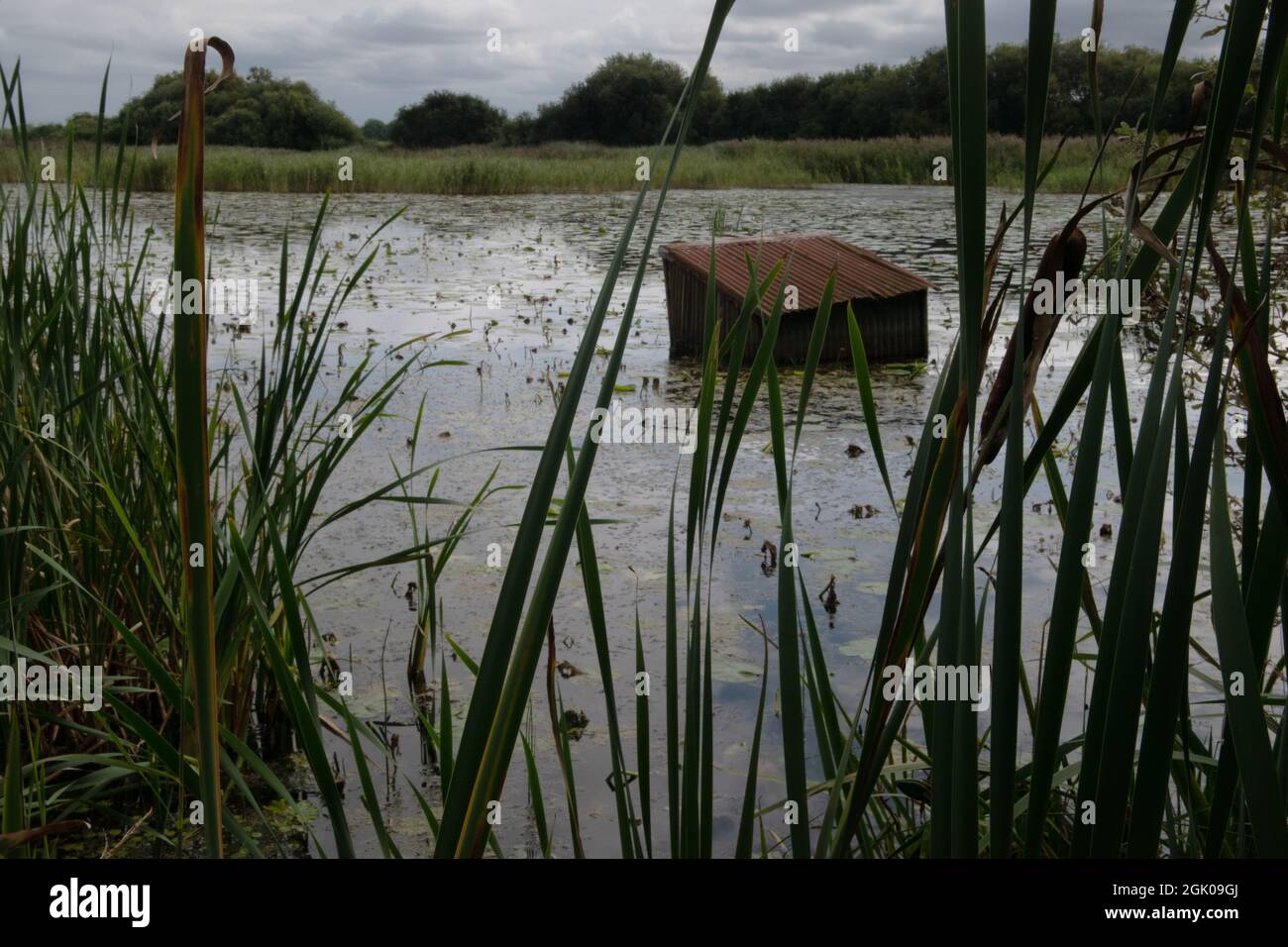 Shapwick Heath Nature Reserve, Somerset, England Stockfoto