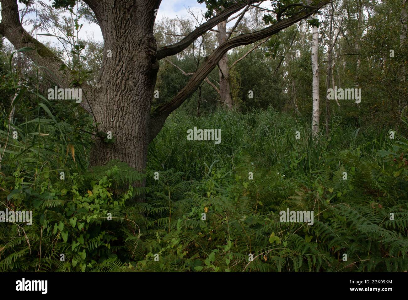 Woodland auf Shapwick Heath, Somerset, Großbritannien Stockfoto