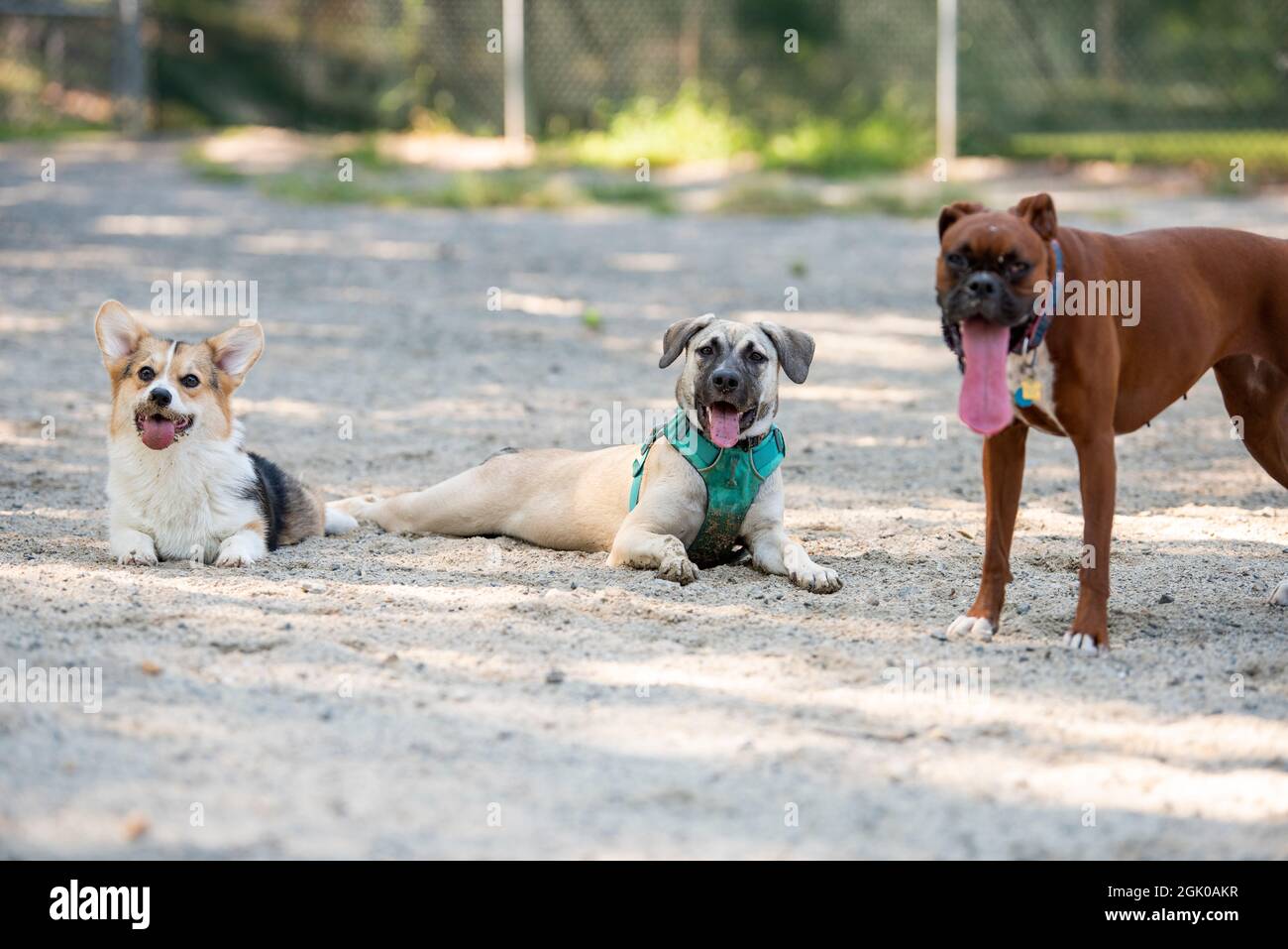 Ein einjähriger Corgi-Welpe und ein sechsmonatiger Mischlingswelpe halten an, um beim Spielen im Hundepark in Arlington, Virginia, Luft zu holen. Tei Stockfoto