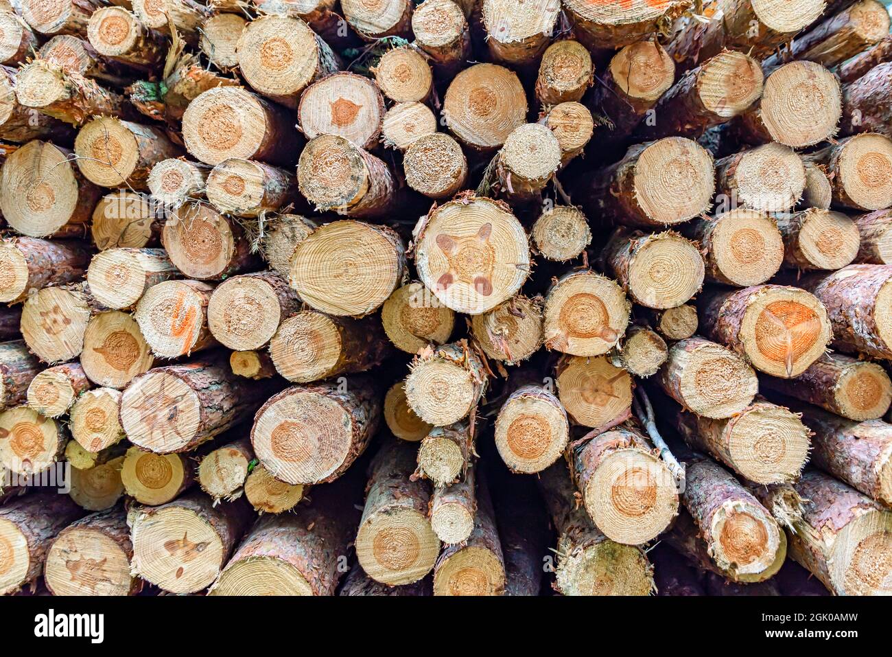 Baumstämme in einem Haufen. Kiefernstämme im Wald ernten. Gefaltetes Holz. Ein Haufen von Baumstämmen in einem Nadelwald. Baumstämme Stockfoto