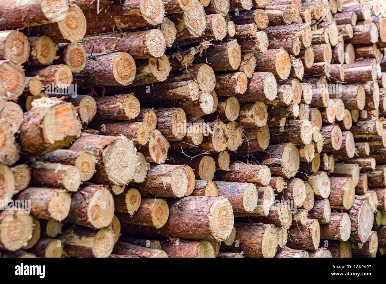 Baumstämme in einem Haufen. Kiefernstämme im Wald ernten. Gefaltetes Holz. Ein Haufen von Baumstämmen in einem Nadelwald. Baumstämme Stockfoto