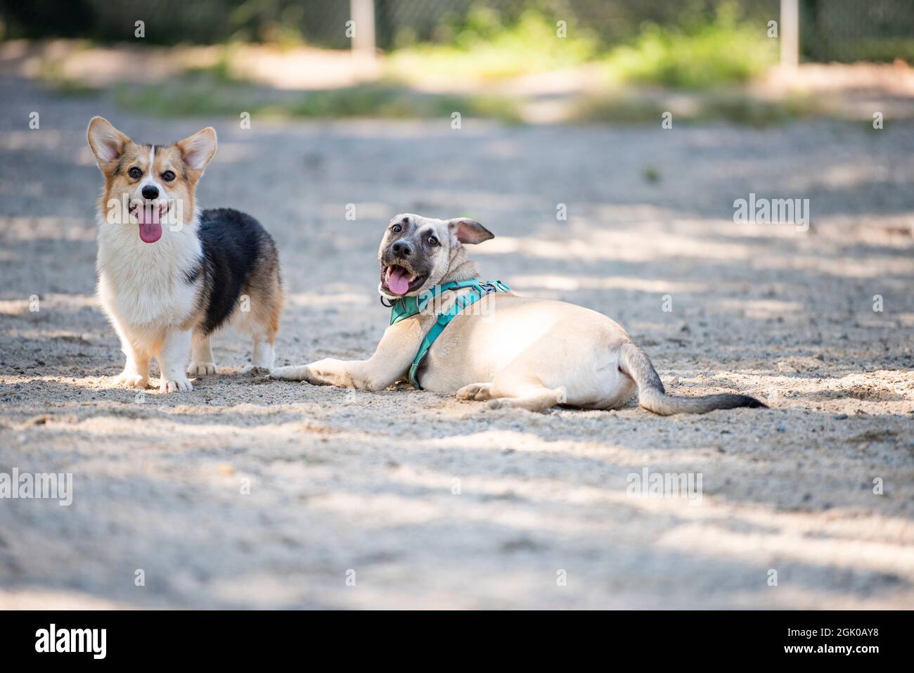 Ein einjähriger Corgi-Welpe und ein sechsmonatiger Mischlingswelpe halten an, um beim Spielen im Hundepark in Arlington, Virginia, Luft zu holen. Tei Stockfoto