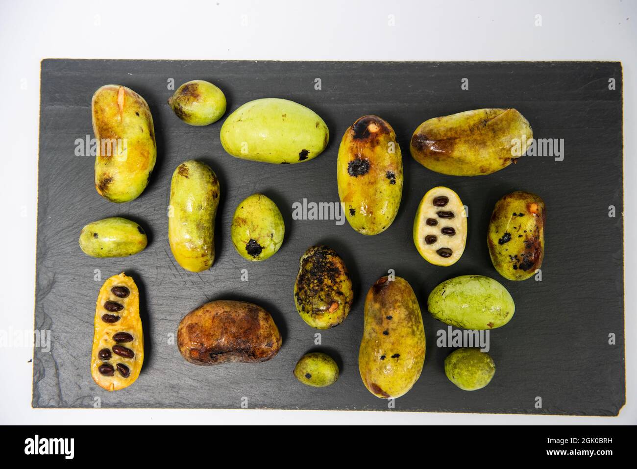 Ein Stillleben einer unterschiedlich großen, frisch gepflückten American Paw Paw fruits in verschiedenen Reifephasen auf einem Schieferbrett. Stockfoto