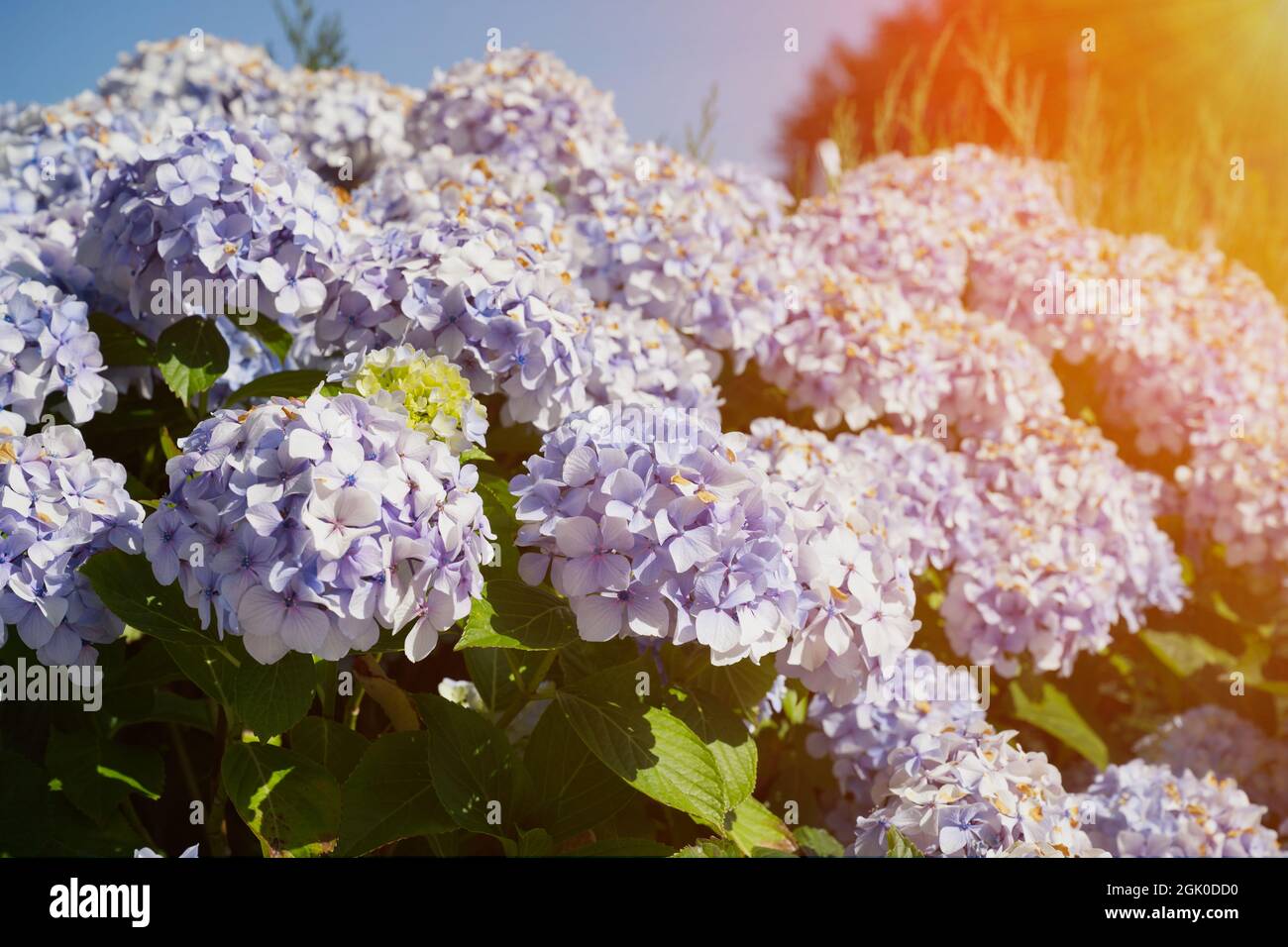 Violette Hortensien Blüten mit Sonneneruptionen Stockfoto