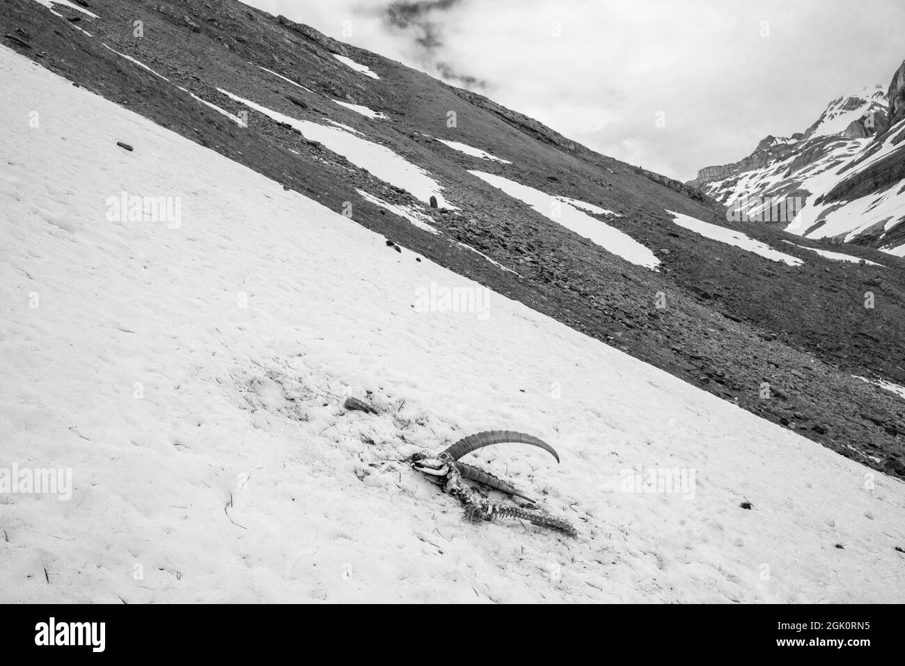 Alpiner Steinbock (Capra Steinbock), Skelett eines Mannes im Schnee nach dem Winter Stockfoto
