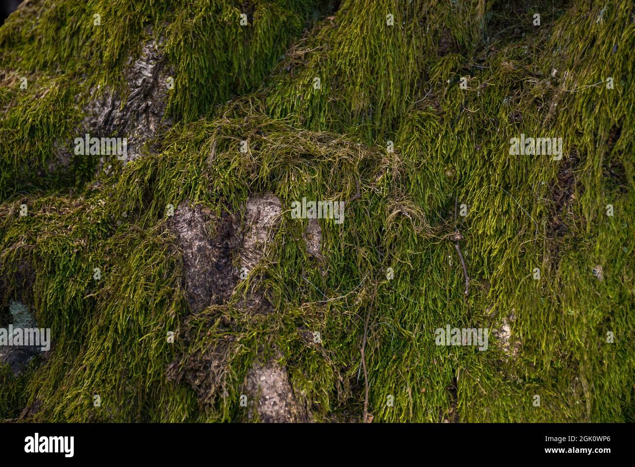 Natur Textur von grünem Moos auf dem Baum Stockfoto