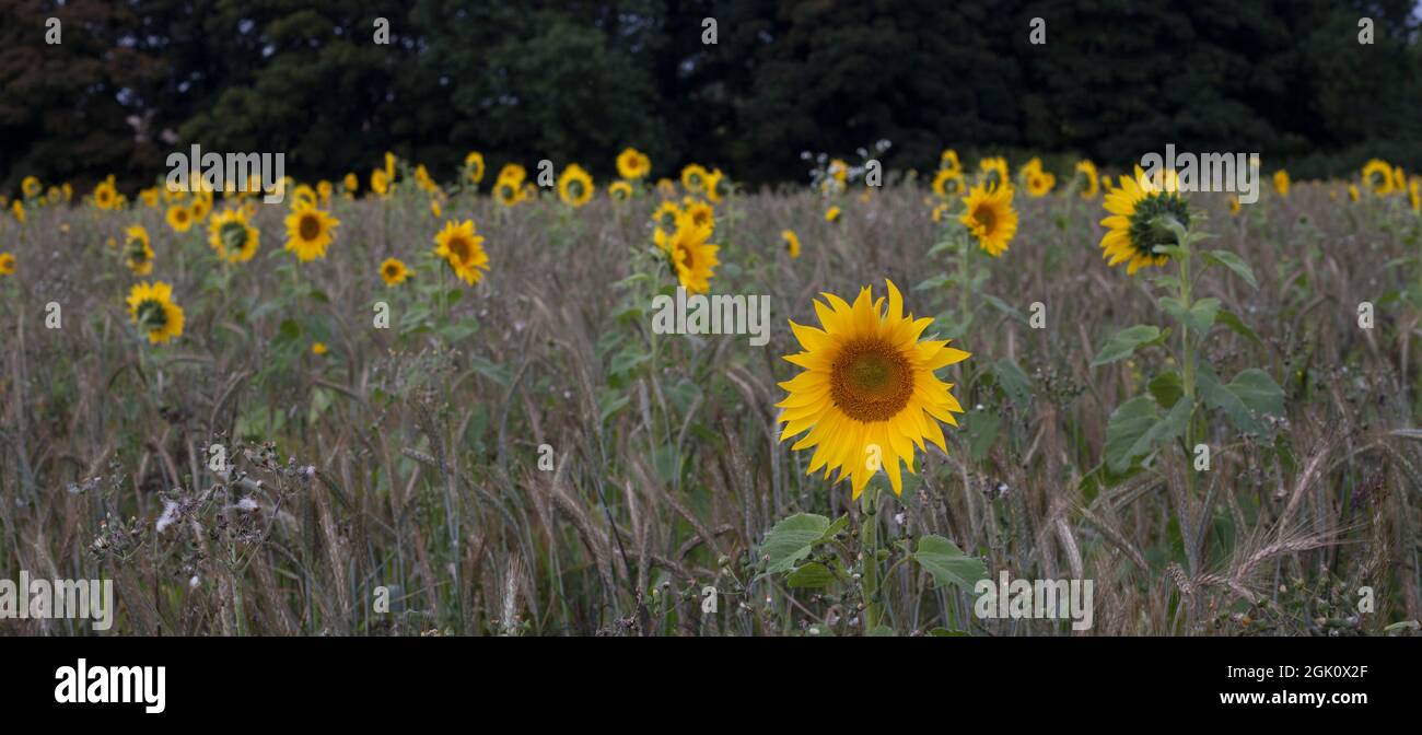 Feld der gelben Sonnenblumen in Lincolnshire UK Stockfoto
