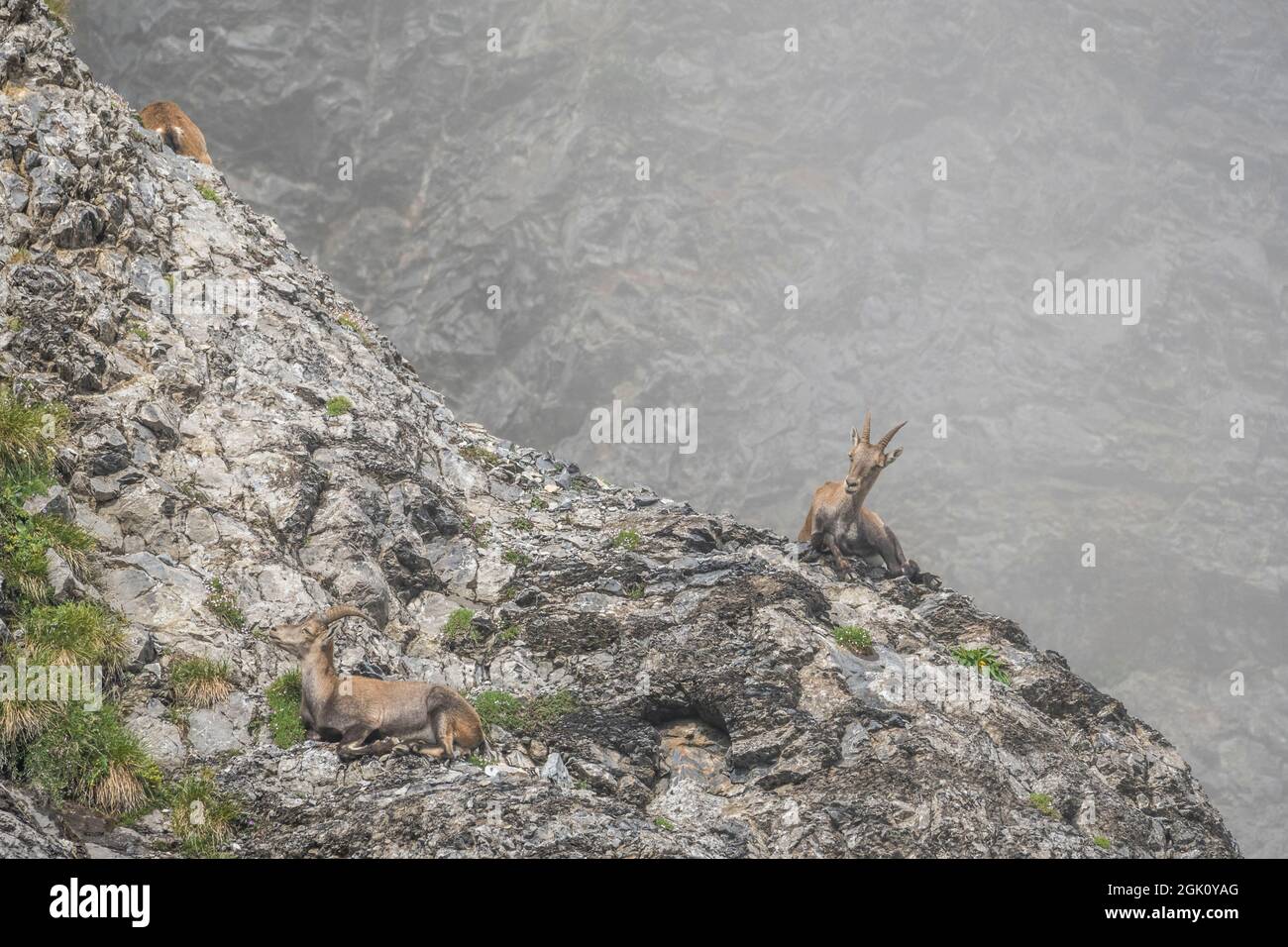 Steinbock (Capra ibex), Gruppe von Weibchen in den Felsen, vor Nebel Stockfoto
