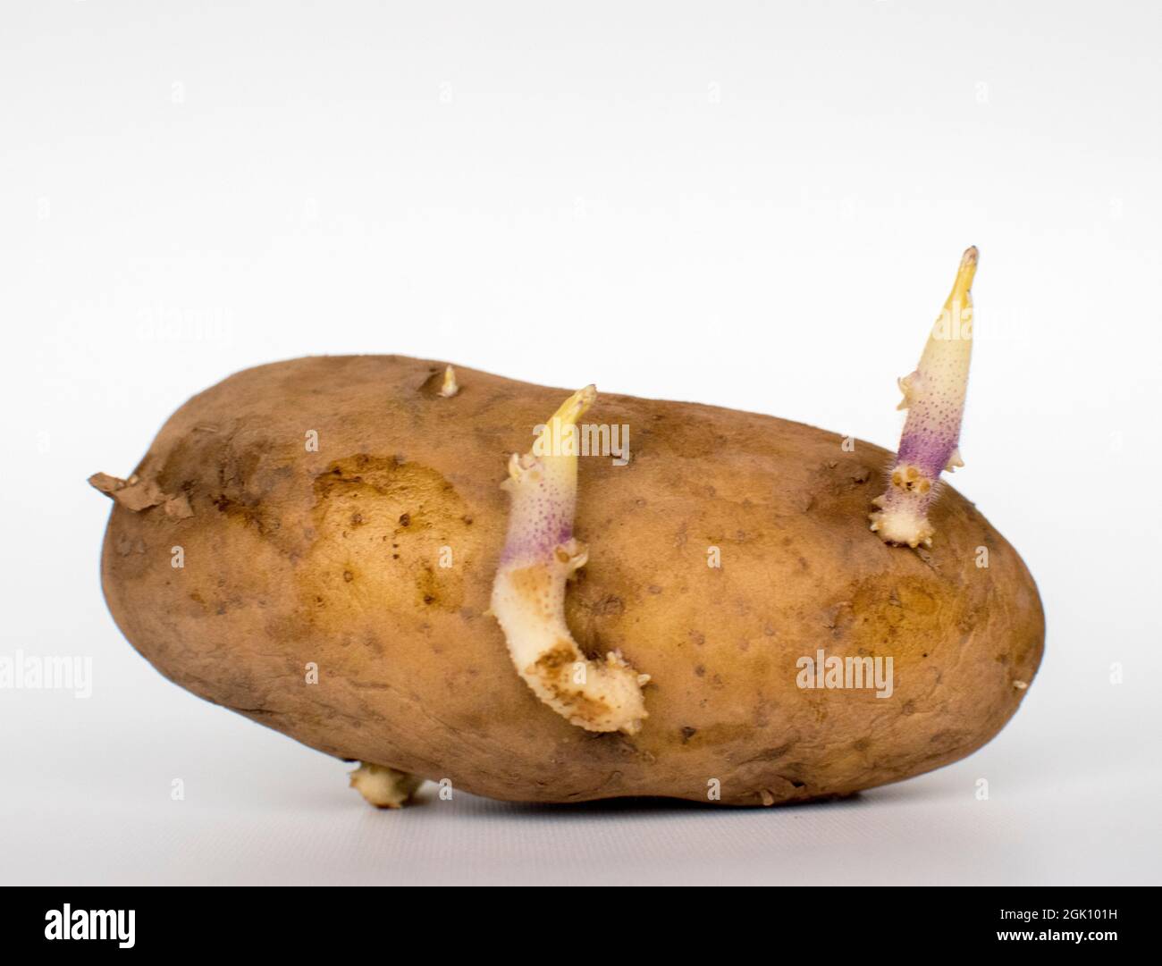 Keimende Rohkartoffel vor weißem Hintergrund Stockfoto