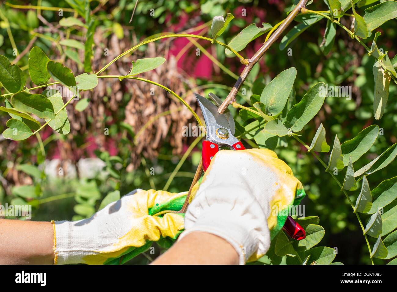 Beschneiden bilden Fotos und Bildmaterial in hoher Auflösung Alamy
