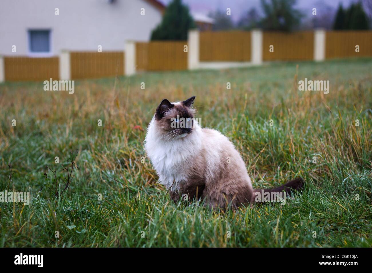 Ragdoll Katze im Regen draußen. Niedliches Haustier im Hinterhof. Schöne reinrassige Katze Stockfoto
