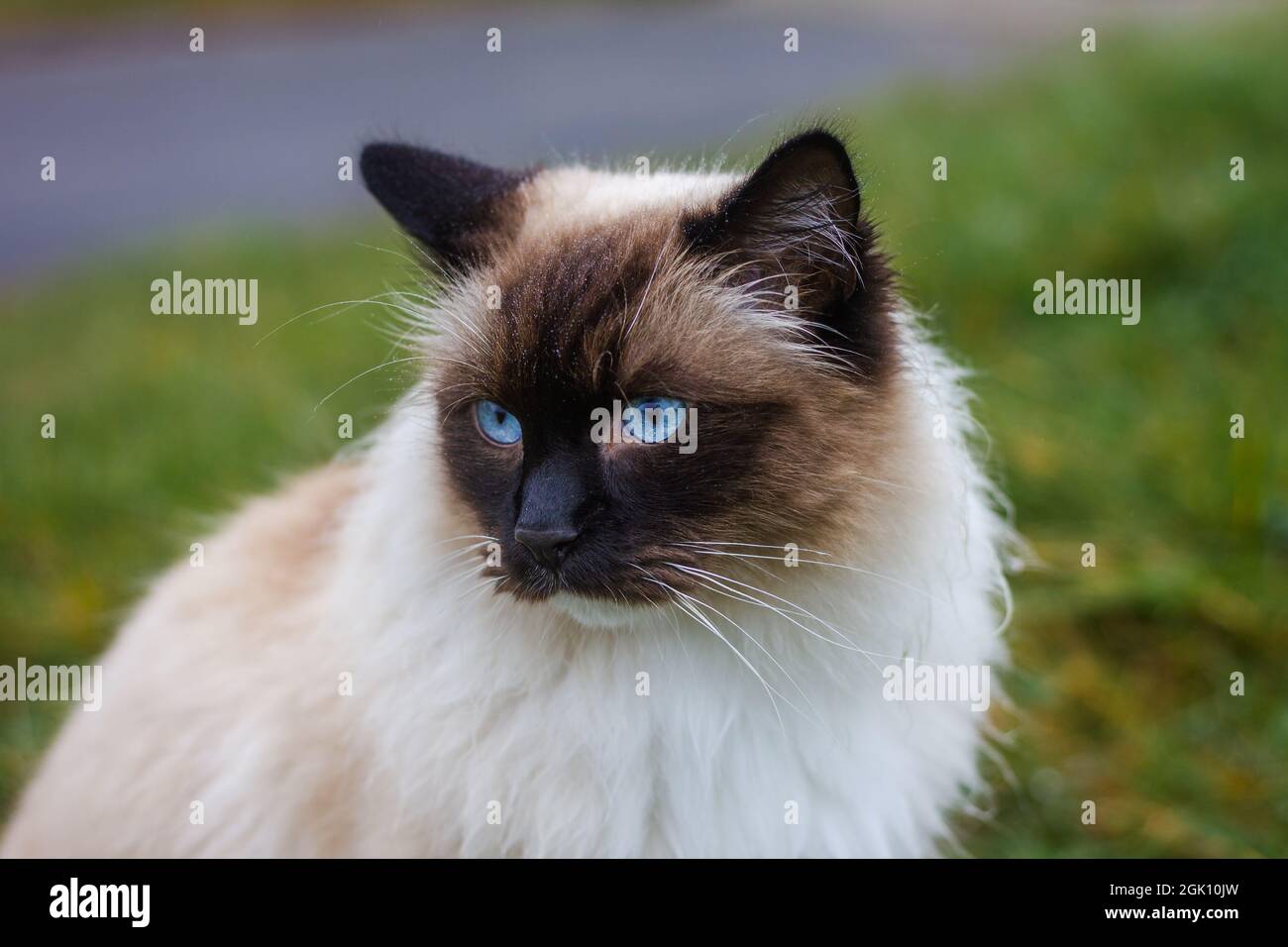 Ragdoll Katze mit schwarzem Gesicht und blauen Augen. Porträt eines Haustiers im Freien. Schöne reinrassige Katze Stockfoto