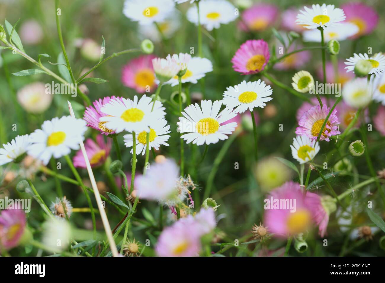 Nahaufnahme von rosa und weiß gelb zentrierten Blüten von Alpinastern / Aster alpinus Stockfoto