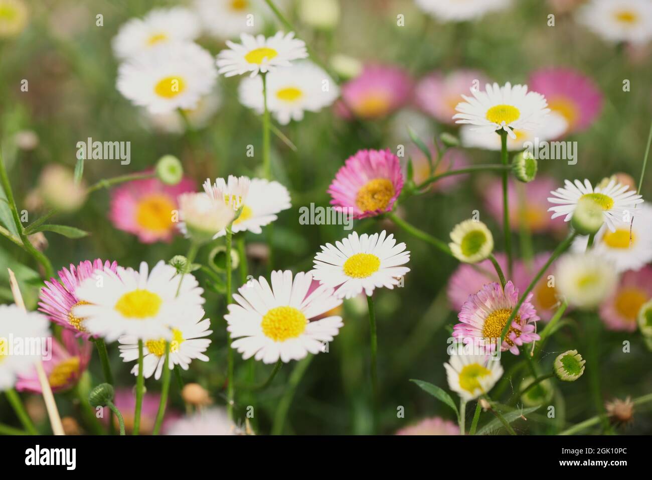 Nahaufnahme von rosa und weiß gelb zentrierten Blüten von Alpinastern / Aster alpinus Stockfoto