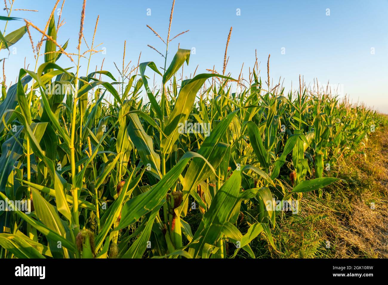 Landwirtschaft und Landwirtschaft, Ackerland in der Region Bretagne. Grünes Maisfeld in Nordfrankreich in der Bretagne. Getreide und Futterpflanzen Mais Stockfoto