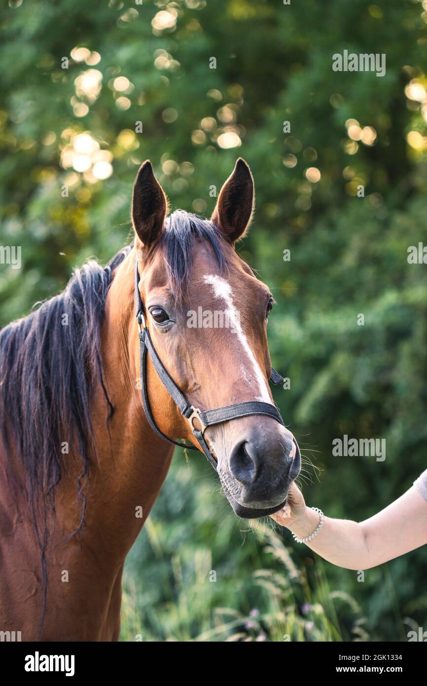 Führendes Vollblutpferd auf der Weide. Portrait von braunem Pferd im Freien Stockfoto