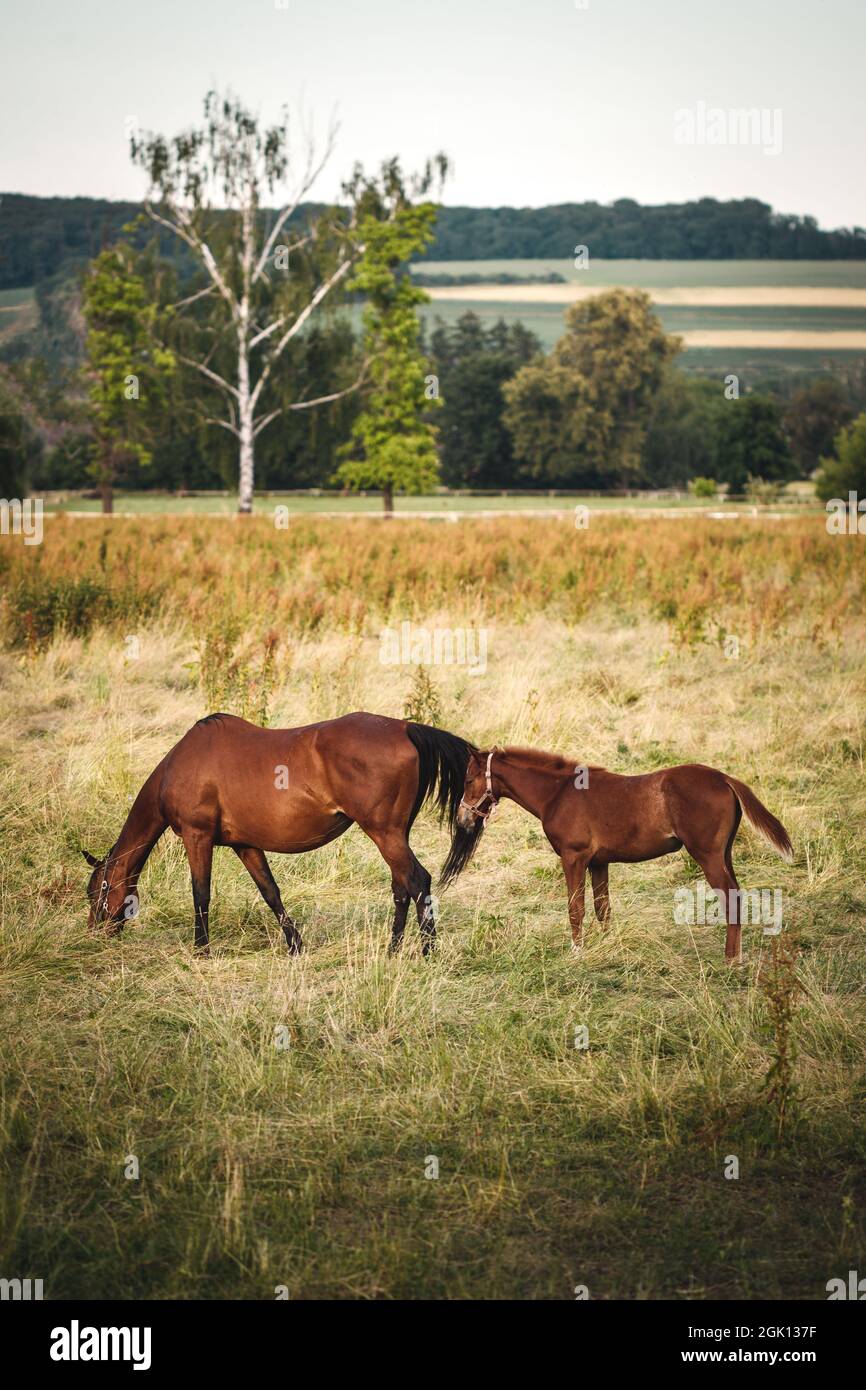 Vollblutpferd auf der Weide. Mare mit ihrem Fohlen grasen im Sommer auf der Wiese. Rennpferdefamilie auf Ranch Stockfoto