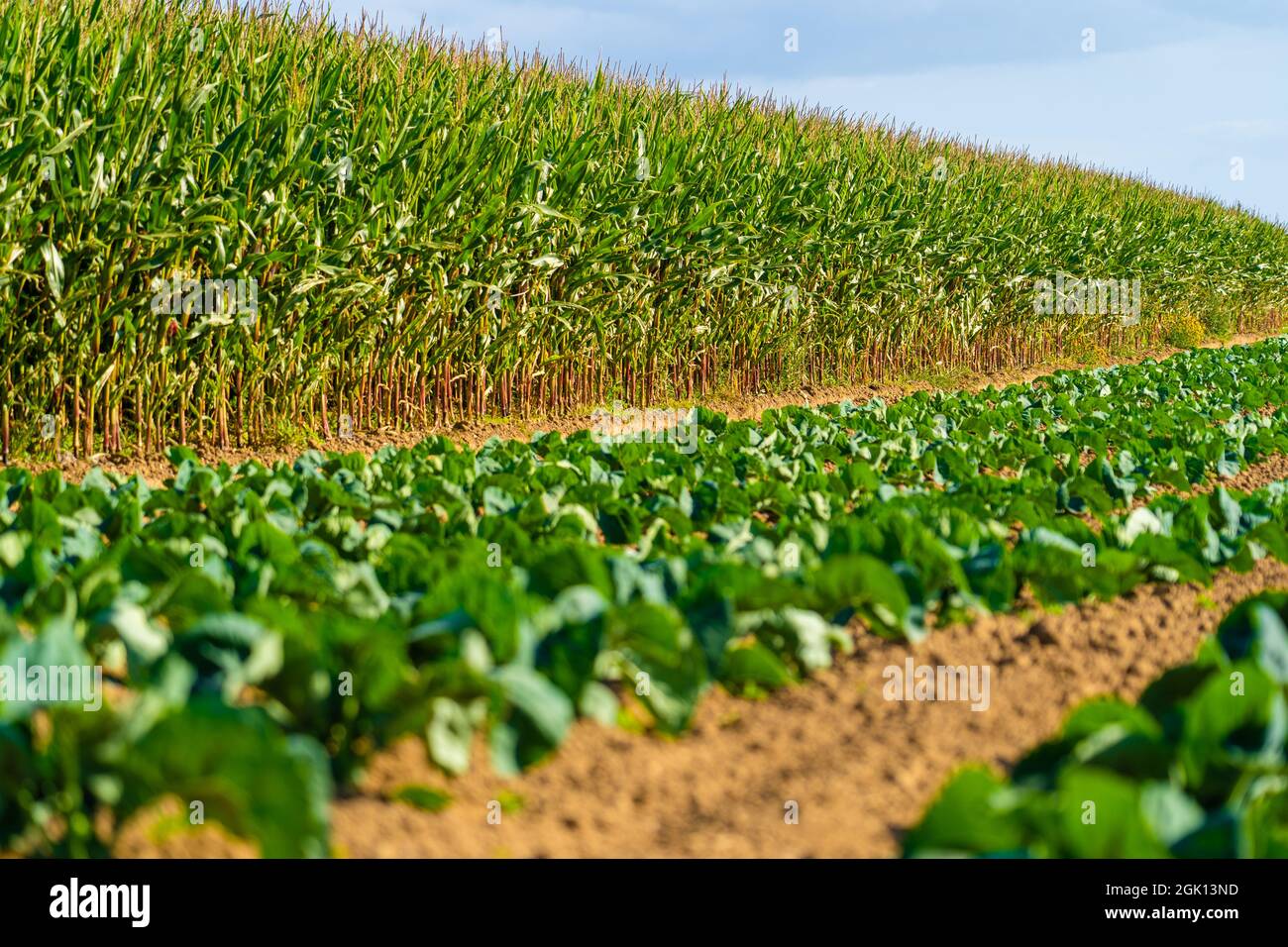 Landwirtschaft und Landwirtschaft, Ackerland in der Region Bretagne. Grünes Maisfeld in Nordfrankreich in der Bretagne. Getreide und Futterpflanzen Mais Stockfoto
