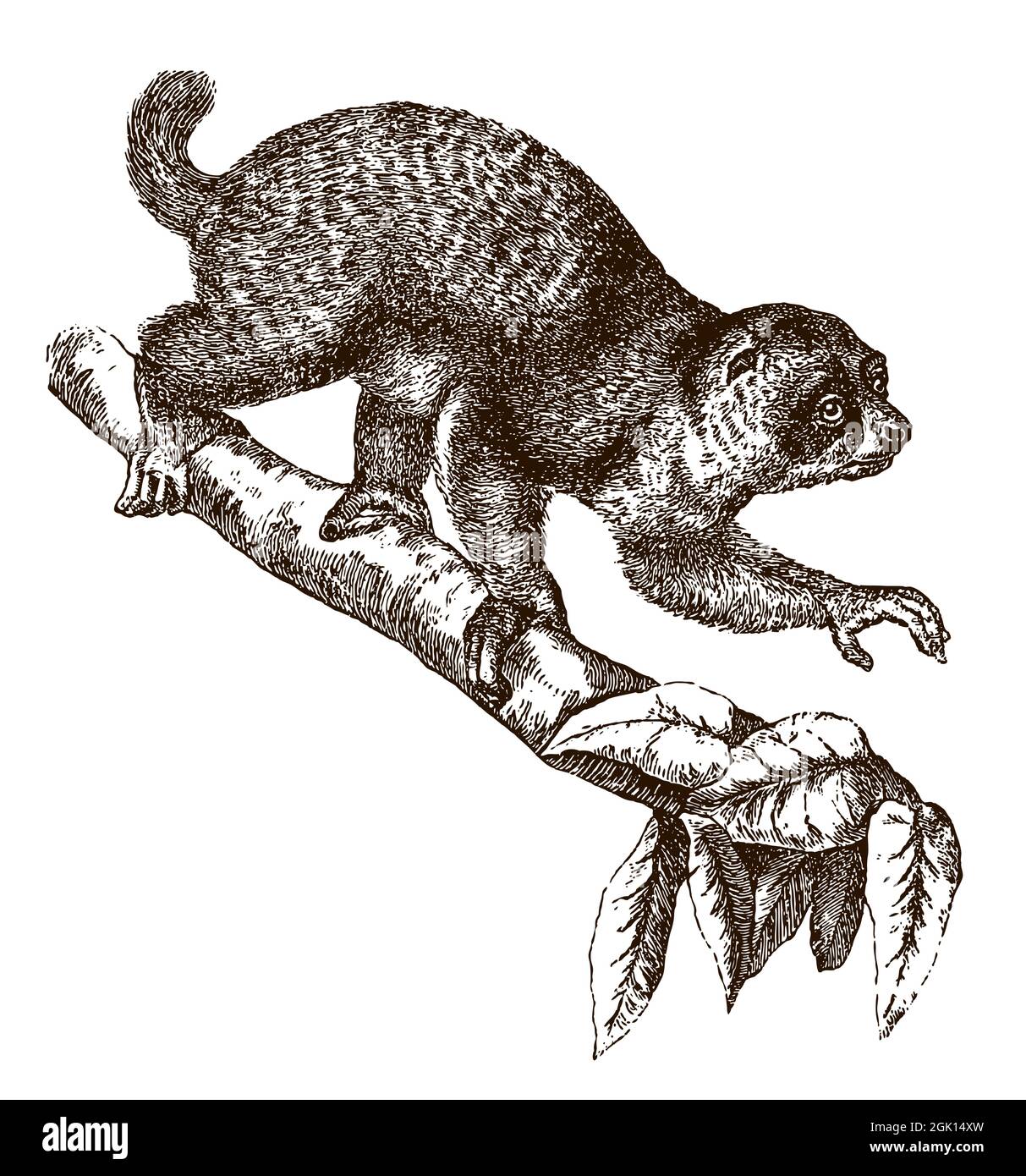 Perodicticus potto, der einen Ast hinunterklettert. Illustration nach antikem Stich aus dem 19. Jahrhundert Stock Vektor