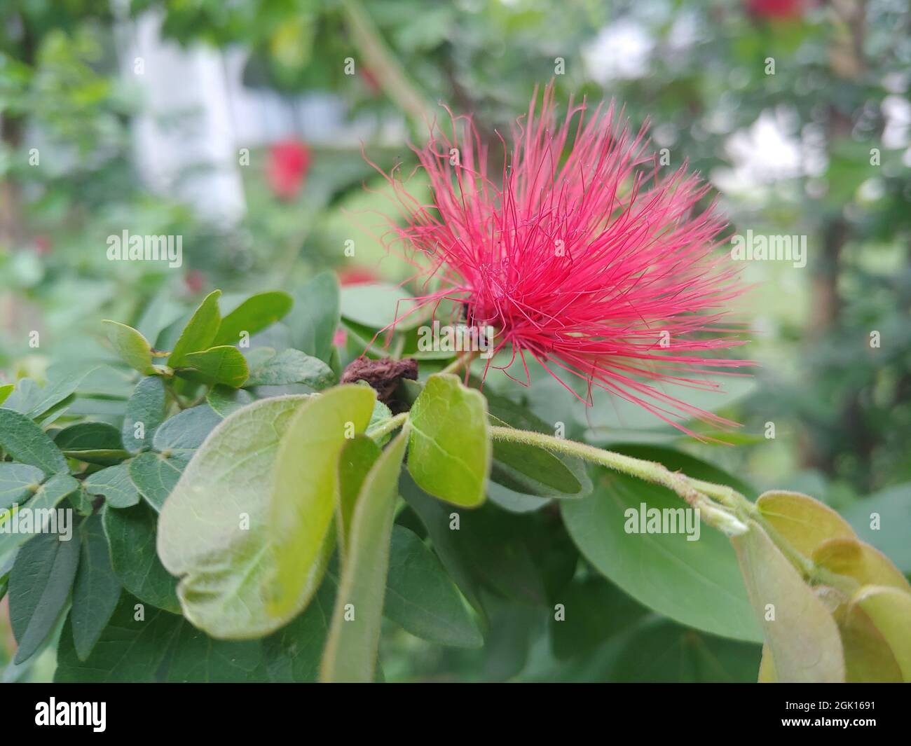 Eine Nahaufnahme einer roten Surinamesischen Stickpea-Blume mit schönen grünen Blättern Stockfoto