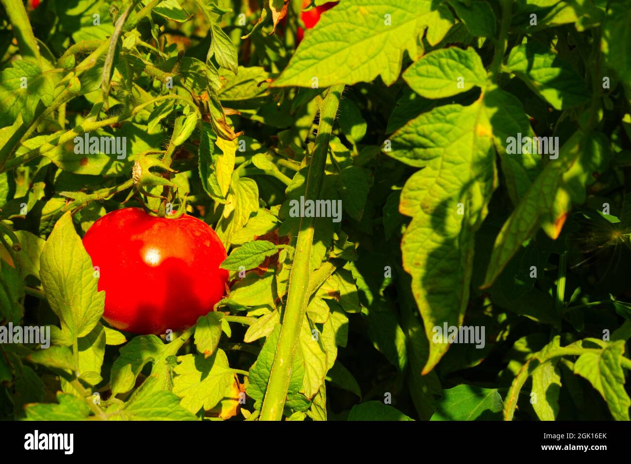 Rote Tomaten auf seiner Pflanze an einem sonnigen Sommertag im Garten Stockfoto