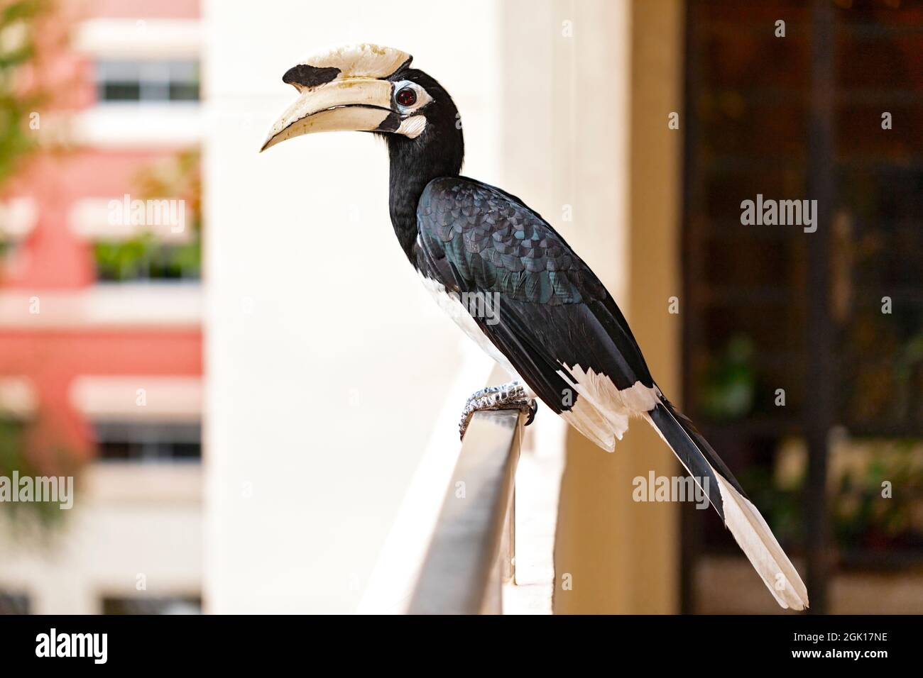 Ein erwachsener männlicher Oriental Pied Hornbill steht auf dem Balkon einer öffentlichen Wohnanlage in Singapur Stockfoto