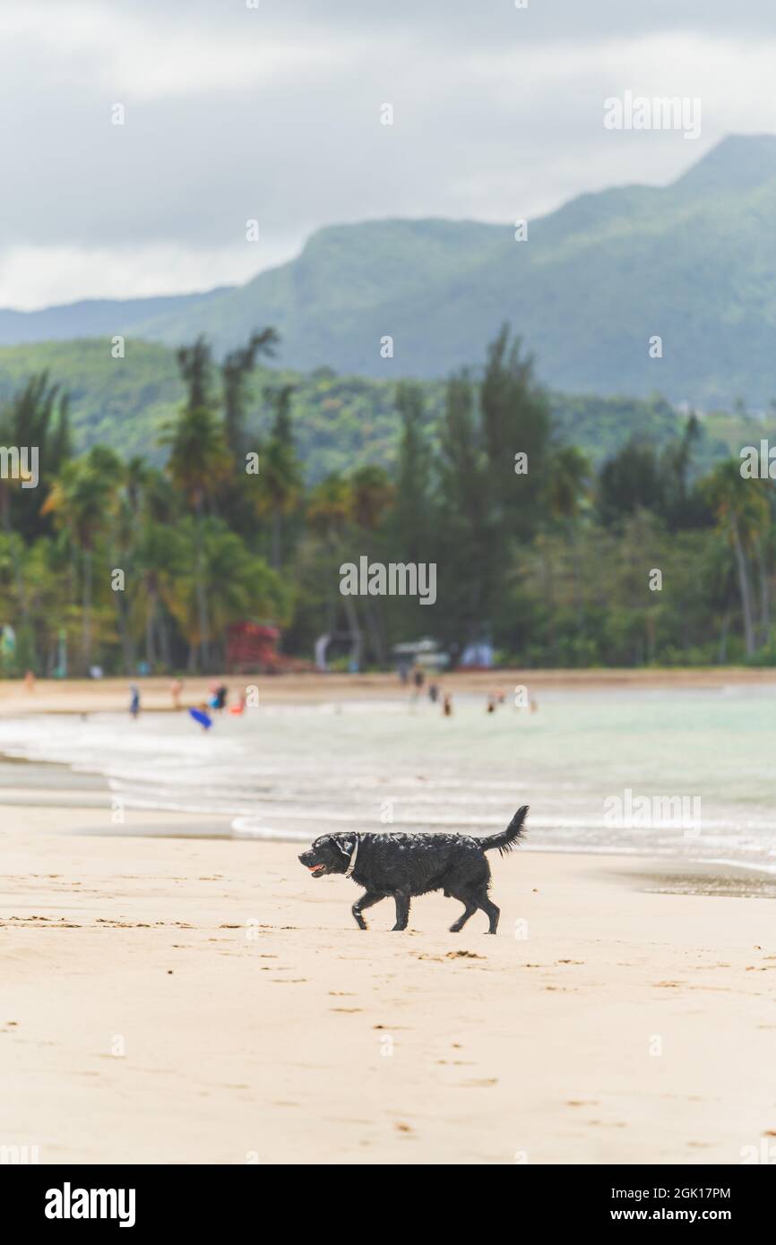 Schwarzer Hund, der am tropischen Sandstrand gegen die Berge surft Stockfoto