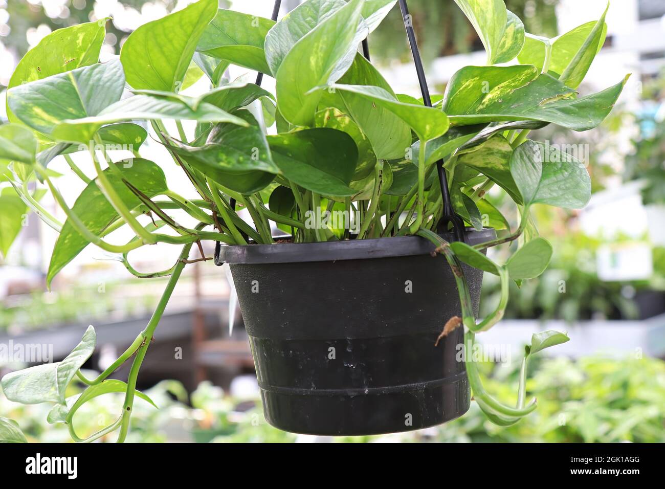 Blick auf eine hängende Pothos-Pflanze in einem schwarzen Topf Stockfoto