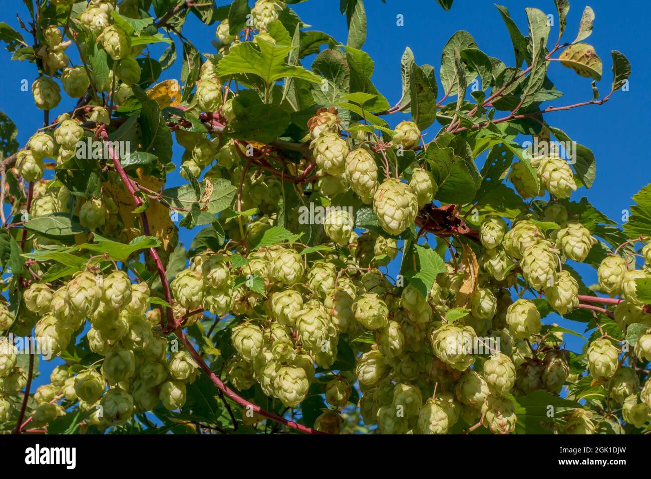 Kegel und Blätter von Hopfen schöne Landschaft. Es wird in der Brauerei und Medizin verwendet Stockfoto