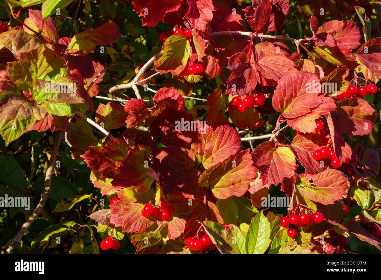 Wunderschöne Herbstlandschaft mit rotem Viburnum für Kalender und Desktop-Hintergrund Stockfoto