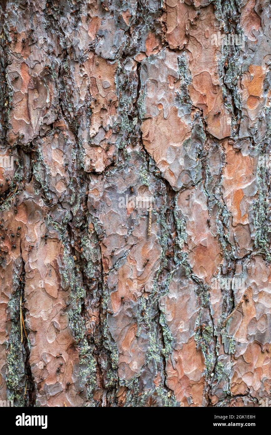 Brauner Hintergrund von Kiefernrinde Nahaufnahme für Design Stockfoto