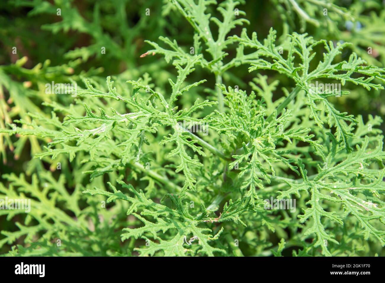 Geranienkraut mit Rosenduft, das in einem Garten wächst. Es wird auch Pelargonium radula genannt Stockfoto