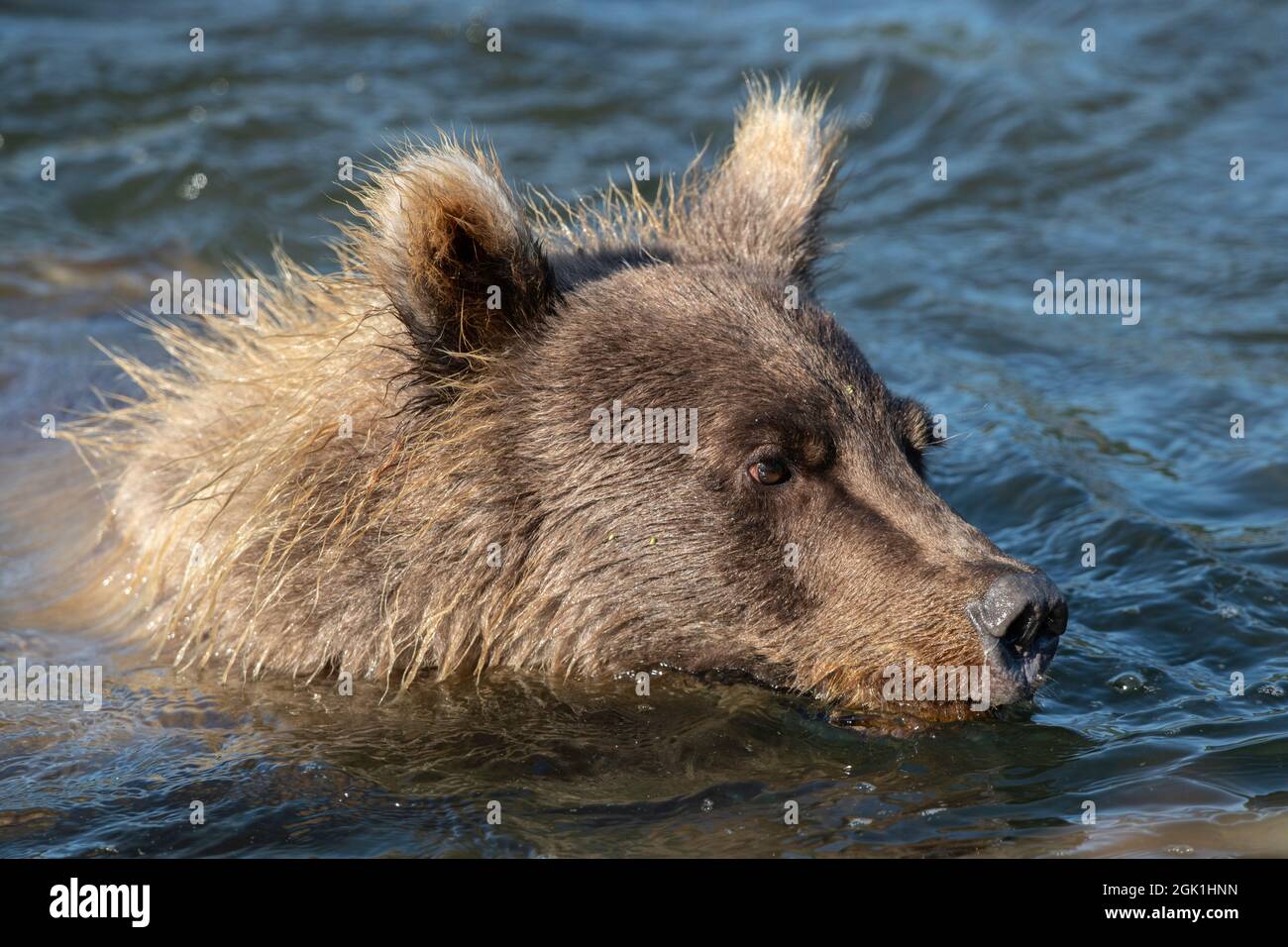 Alaskan Coastal Brown Bear im Wasser Stockfoto