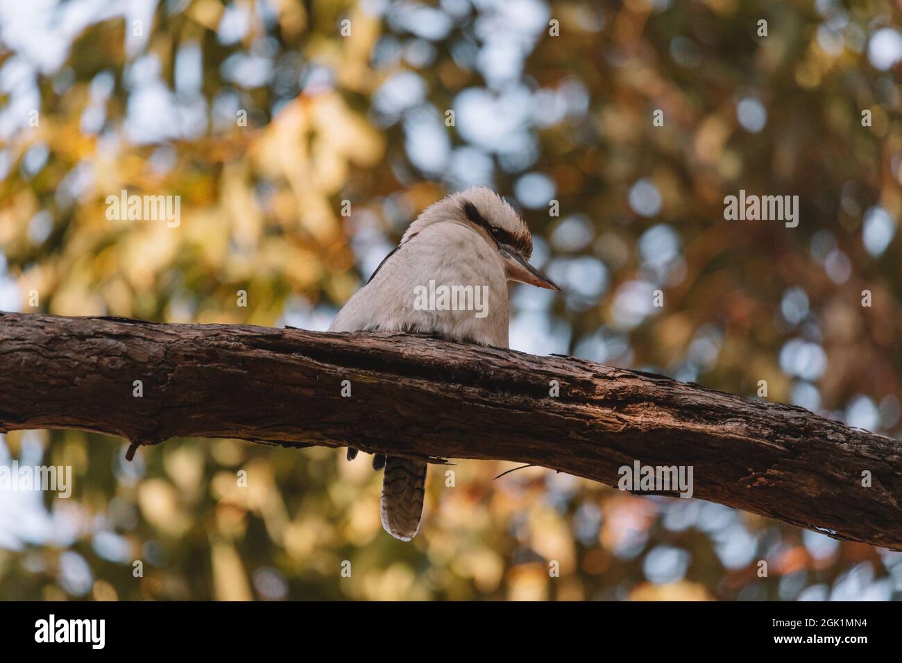 Laughing Kookaburra thront auf Ast Stockfoto