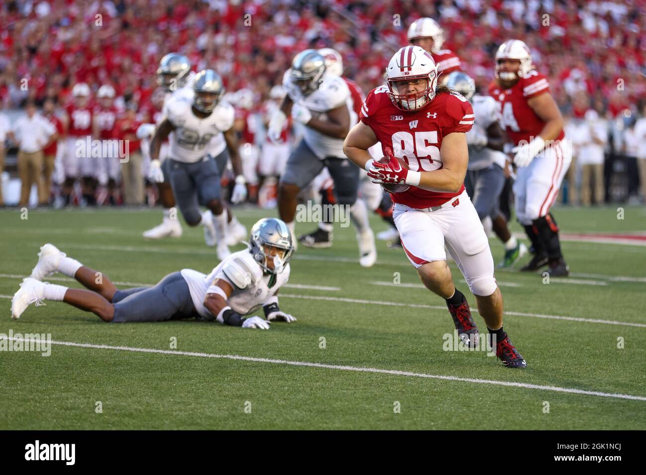 Madison, WI, USA. September 2021. Wisconsin Dachs Tight End Clay Cundiff (85) erreicht einen kurzen Pass und läuft für einen Touchdown, aber das Spiel wird wegen einer Strafe während des NCAA Football Spiels zwischen den Eastern Michigan Eagles und den Wisconsin Dachs im Camp Randall Stadium in Madison, WI, aufgehoben. Darren Lee/CSM/Alamy Live News Stockfoto