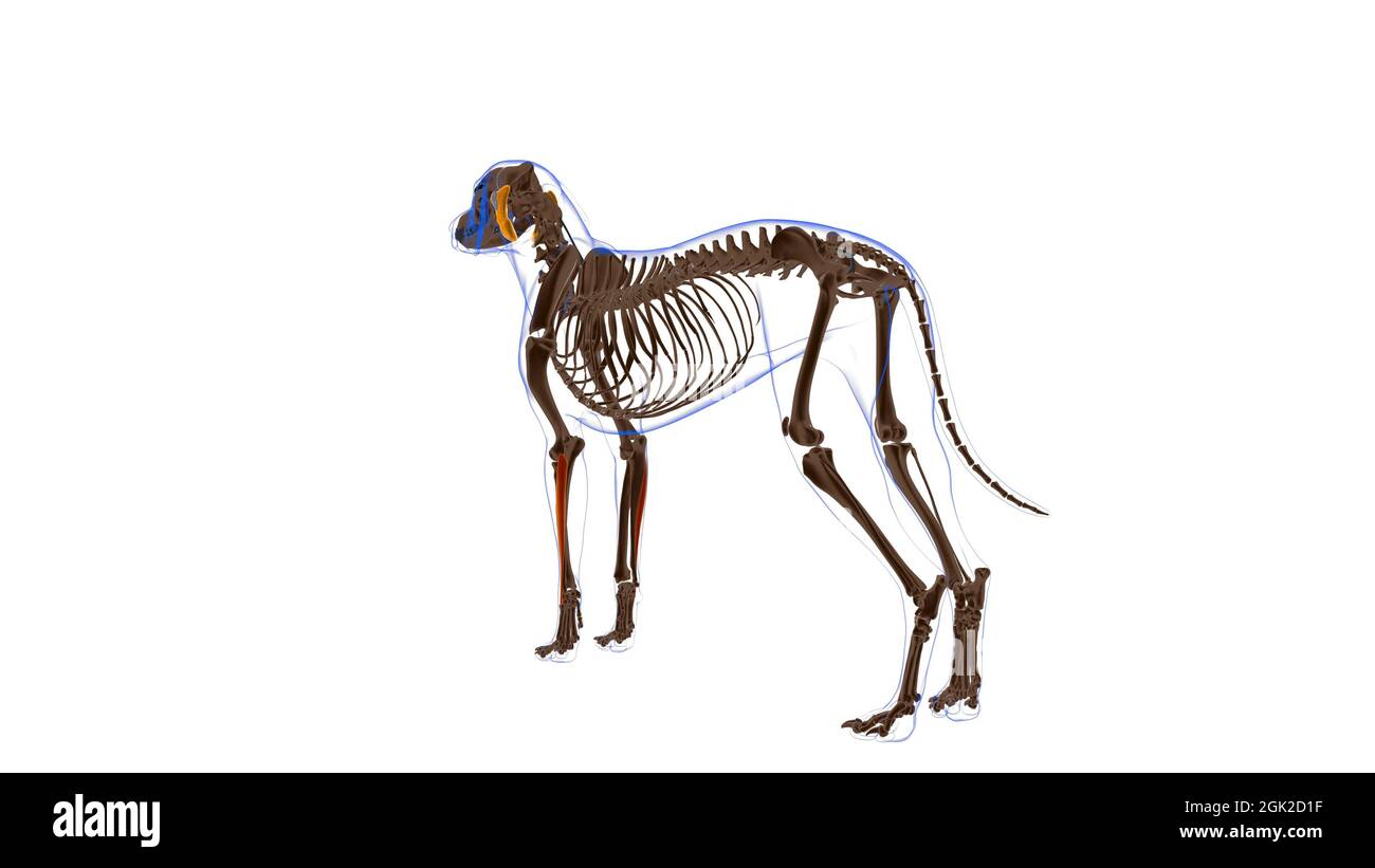 Extensor Carpi ulnaris Muscle Dog Muscle Anatomy for Medical Concept 3D ...