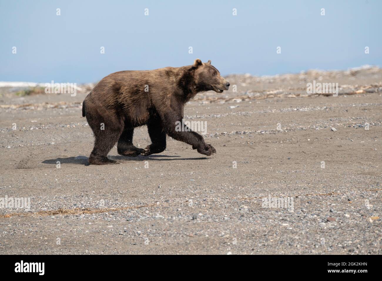 Männlicher Braunbär am Strand Stockfoto