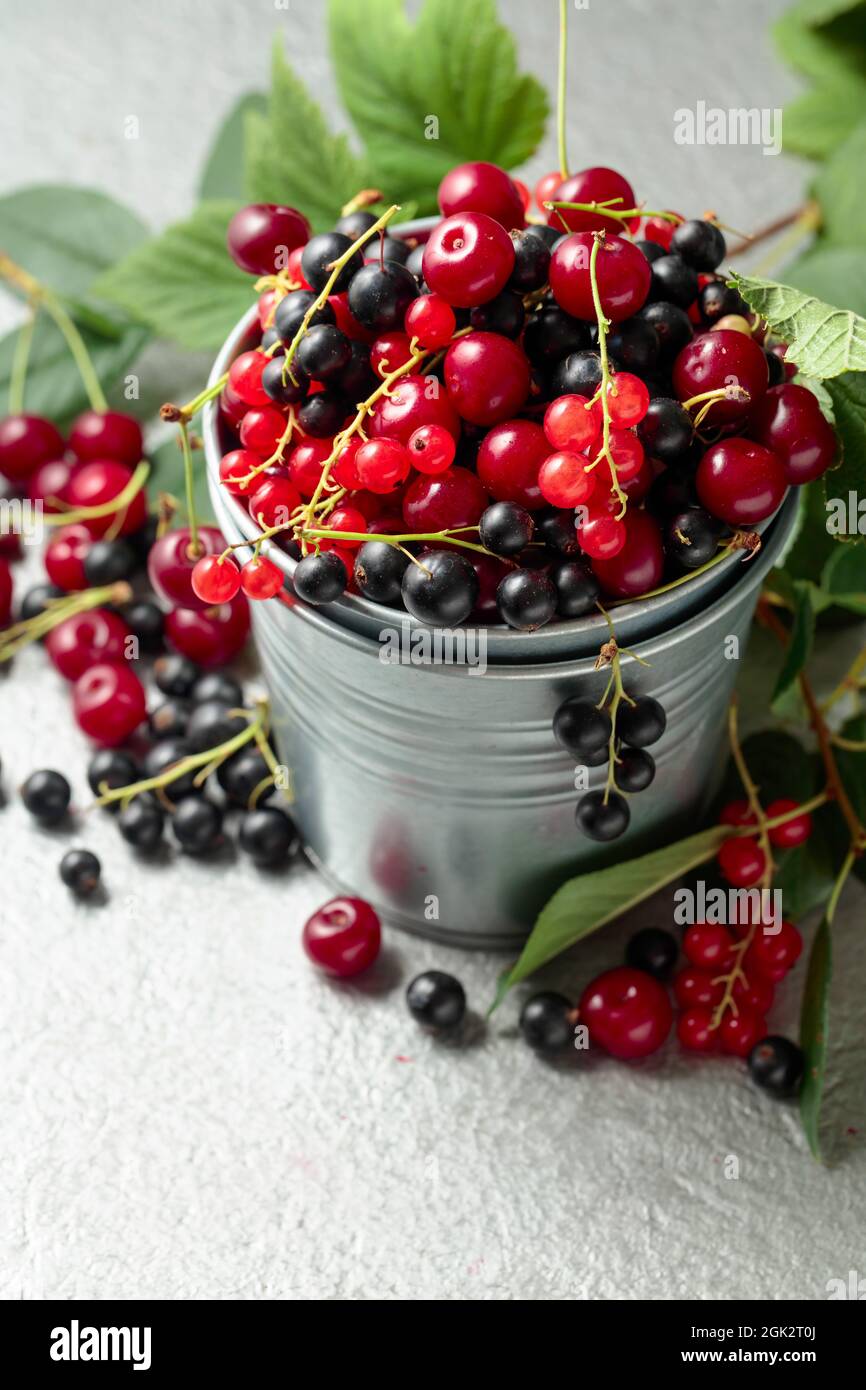 Kirschen, rote und schwarze Johannisbeeren auf grauem Hintergrund. Frische Beeren in einem kleinen Metalleimer. Stockfoto
