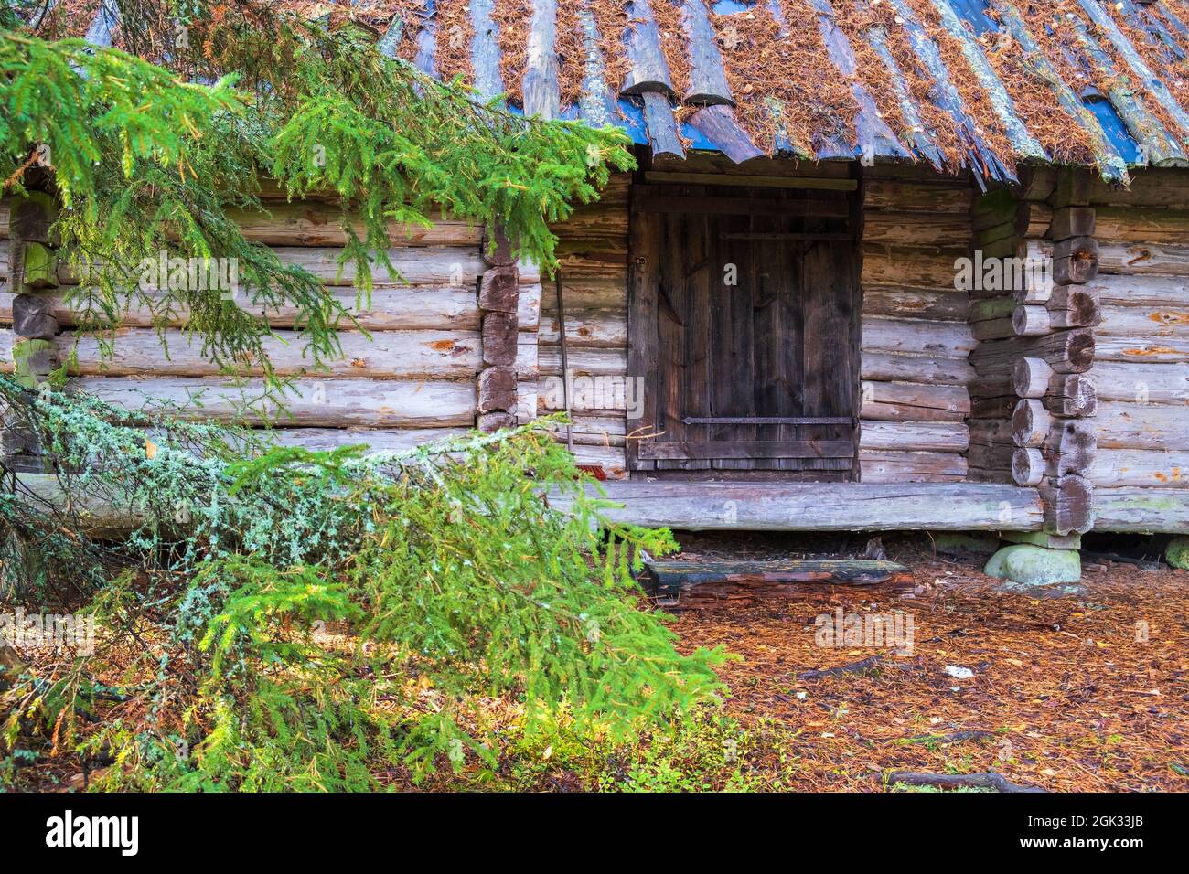 Alten Blockhütte im Wald Stockfoto