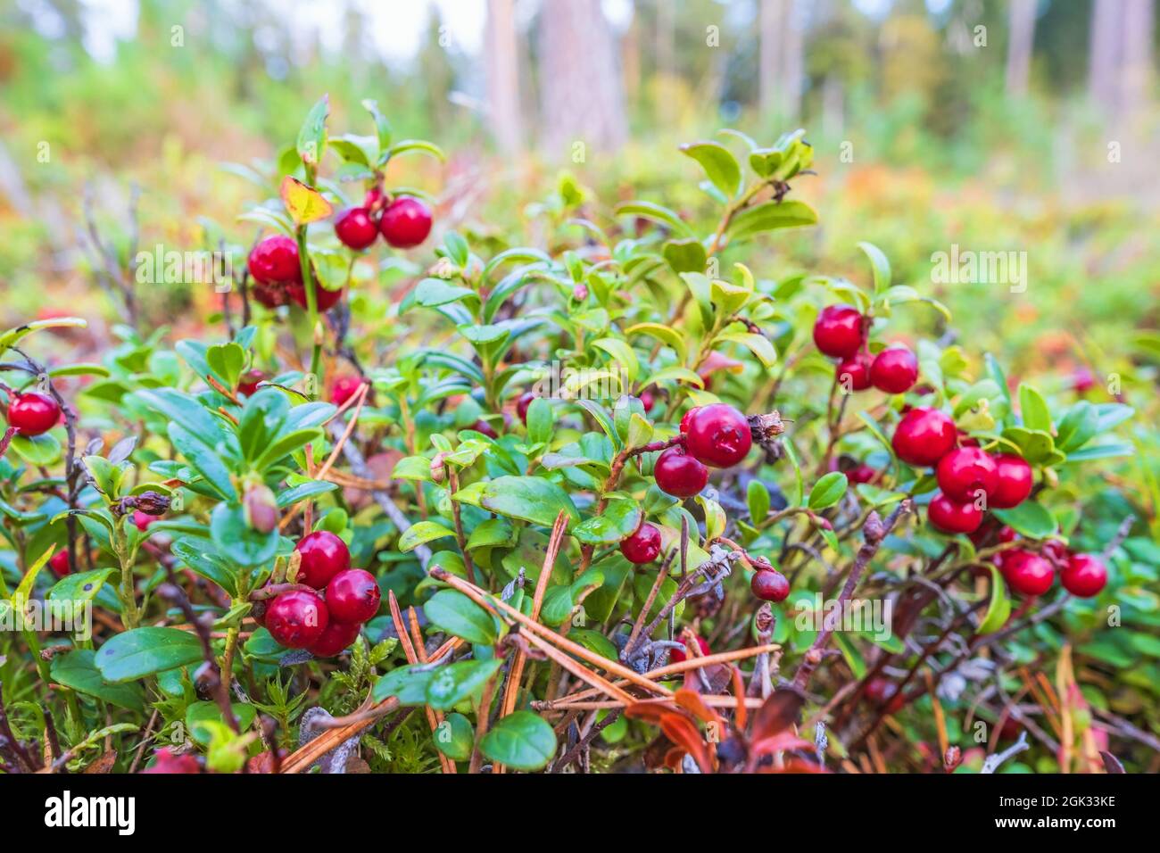 Leckere rote Preiselbeeren im Wald Stockfoto