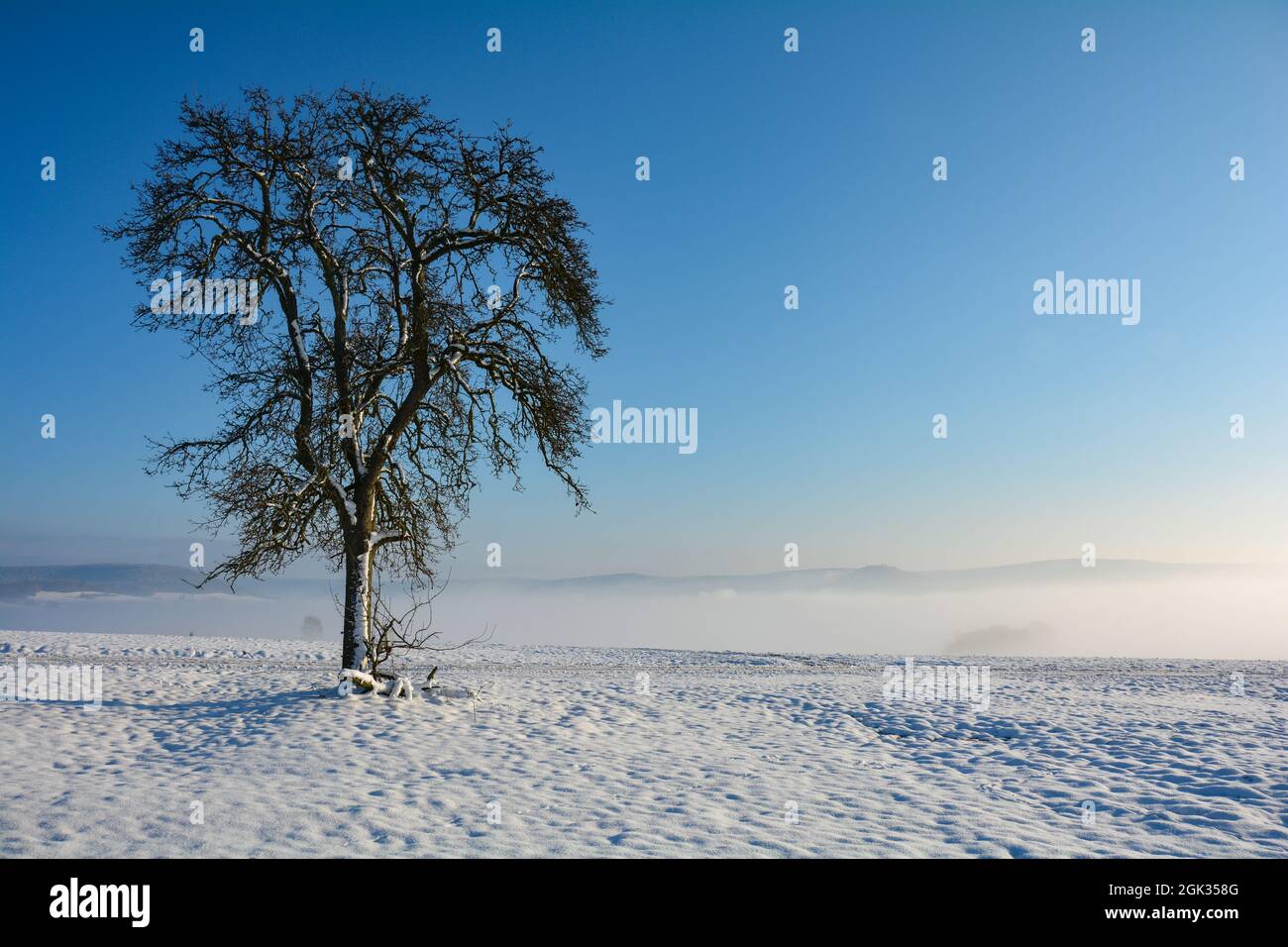 Verschneite Landschaft mit einem Baum und Morgennebel im Tal, mit vielen blauen Himmel und Kopierraum Stockfoto