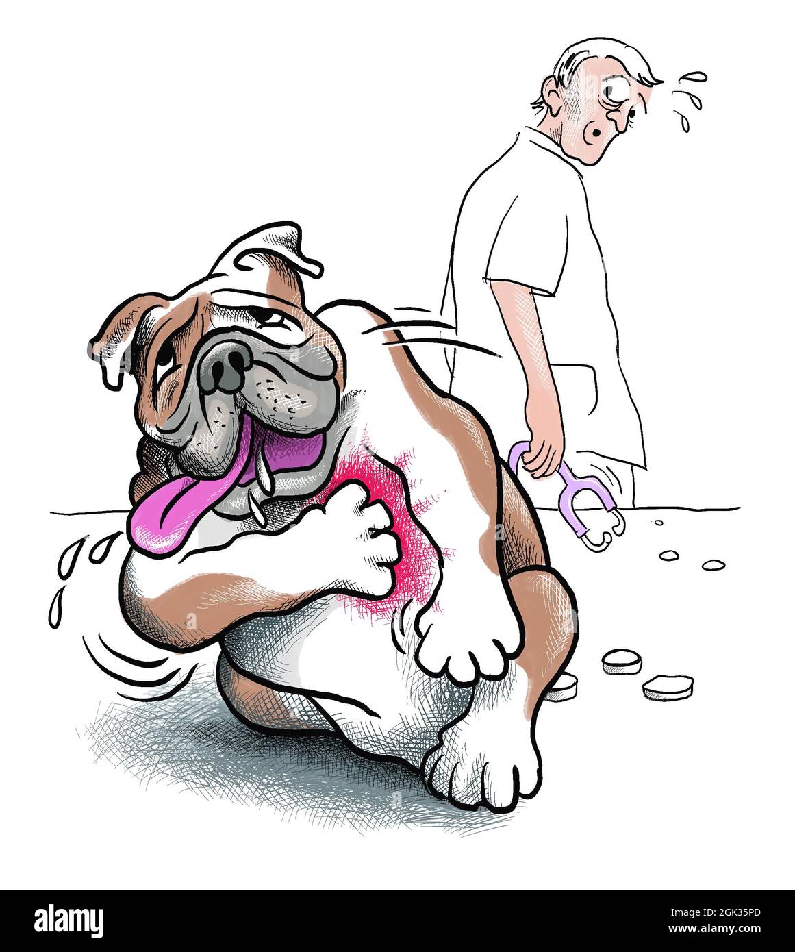 English Bulldog hat einen Herzinfarkt und fällt um. Tierarzt blickt überrascht zurück, er hat den Hund vielleicht gerade misshandelt Stockfoto