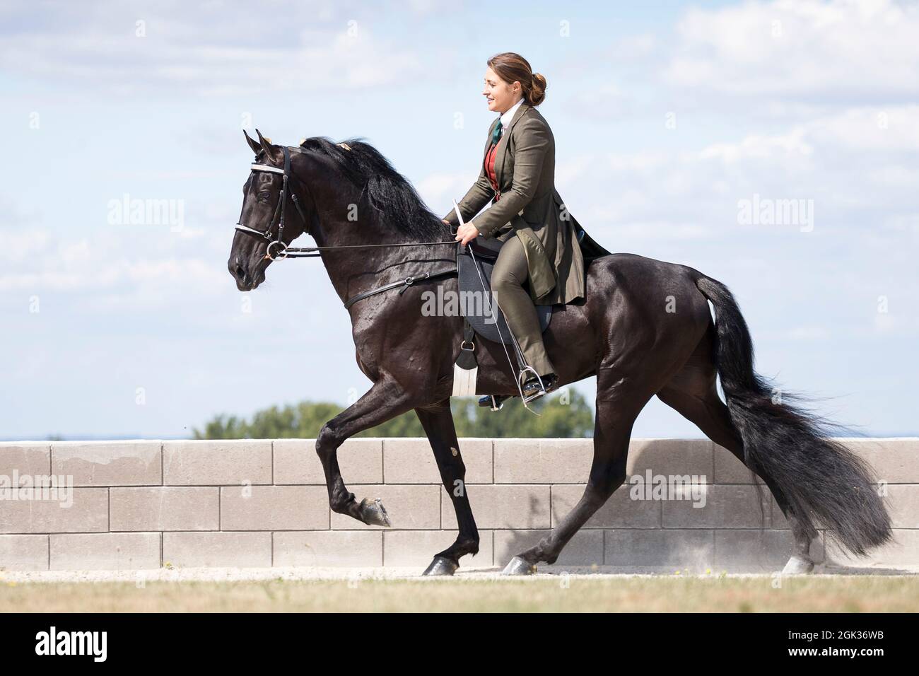 Tennessee Walking Horse. Ein Reiter auf einem schwarzen Hengst bei einem Laufspaziergang. Deutschland Stockfoto