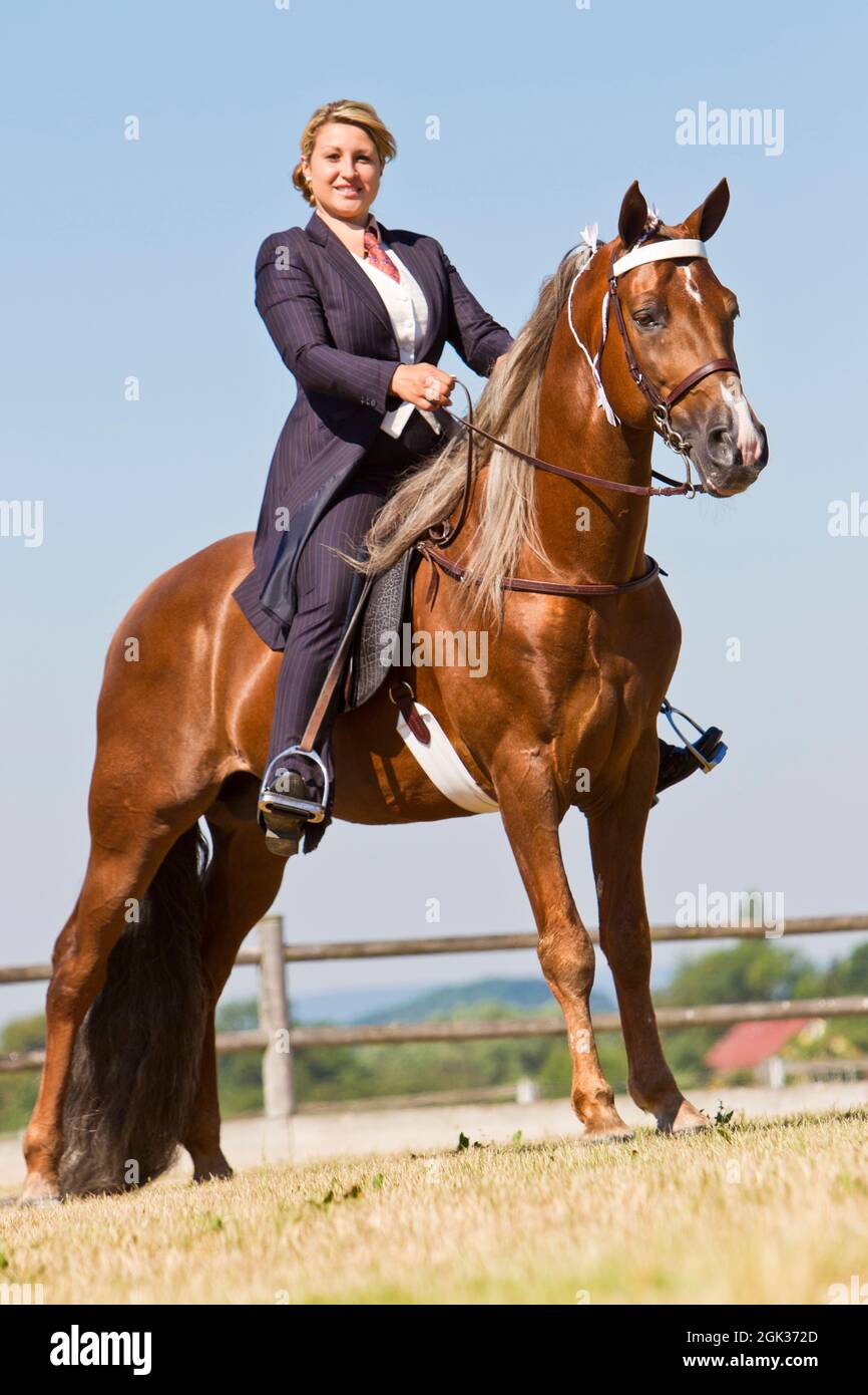 Tennessee Walking Horse. Ein Reiter auf dem stehenden palomino Hengst Custom Label. Deutschland Stockfoto