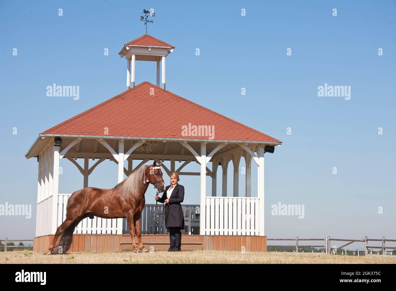 Tennessee Walking Horse. Eine Frau hält den palomino-Hengst Custom Label vor einem typischen Gebäude. USA Stockfoto